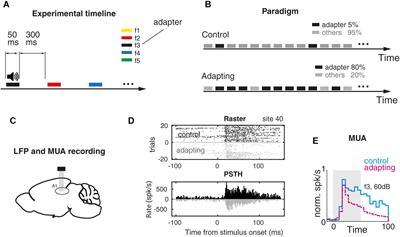 Stimulus-Specific Adaptation Decreases the Coupling of Spikes to LFP Phase